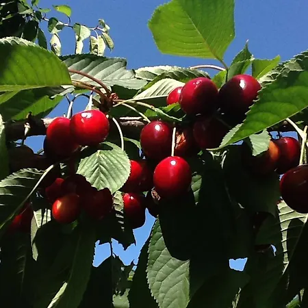 Azienda Agricola Baronesse Tacco San Floriano del Cóllio